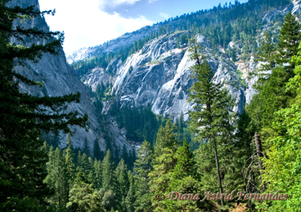 USA-Yosemite-rocks-&-trees